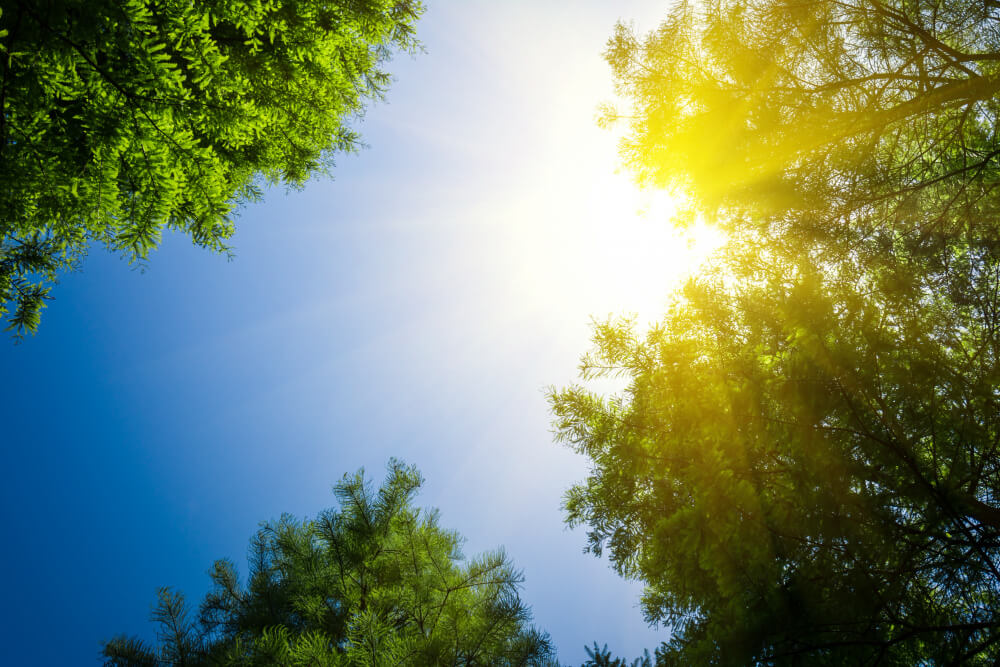 Fel zonlicht filtert door de groene bladeren van hoge bomen en creëert een levendig contrast tegen een helderblauwe lucht. Perfect voor leuke activiteiten tijdens het bouwvak, de stralende gloed verlicht het gebladerte met warm, natuurlijk licht.